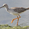 Greater Yellowlegs